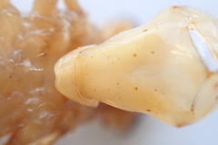 Cordulia shurtleffii