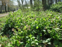 Symphytum × hidcotense