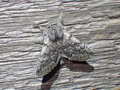 Pleromelloida conserta