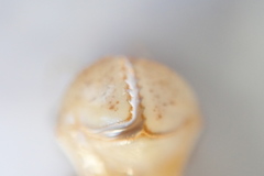 Cordulia shurtleffii