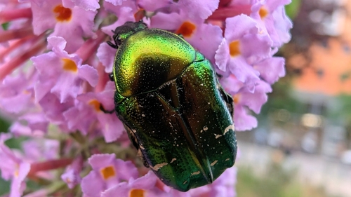 European Rose Chafer