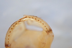 Cordulia shurtleffii