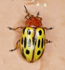 Chrysomela texana