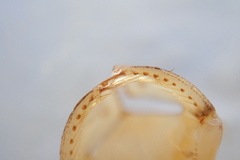 Cordulia shurtleffii