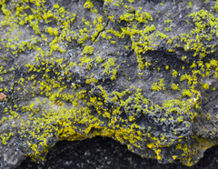 Chrysothrix insulizans