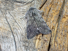 Pleromelloida conserta