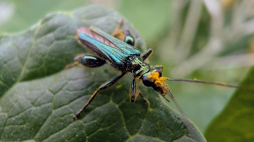 Thick-legged Flower Beetle