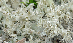 Cladonia caroliniana