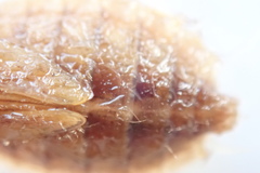 Cordulia shurtleffii