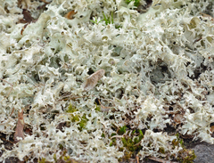 Cladonia caroliniana