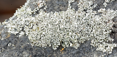 Cladonia petrophila