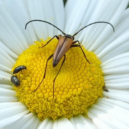 Black-striped Longhorn Beetle