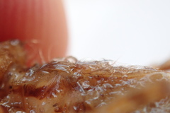 Cordulia shurtleffii