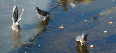 Columba livia domestica