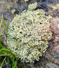 Cladonia strepsilis