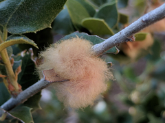 Heteroecus dasydactyli