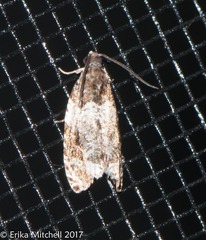 Olethreutes fasciatana