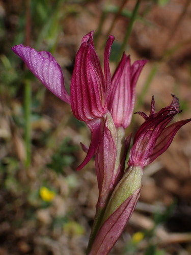 Anacamptis papilionacea, photograph 3