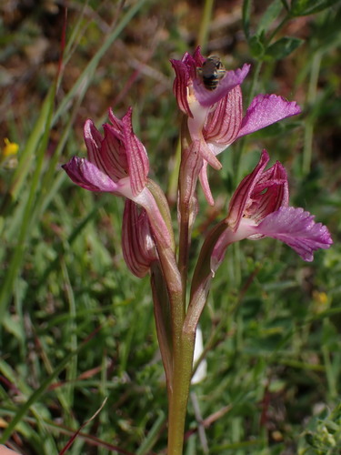 Anacamptis papilionacea, photograph 4