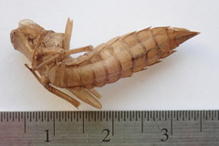 Aeshna palmata