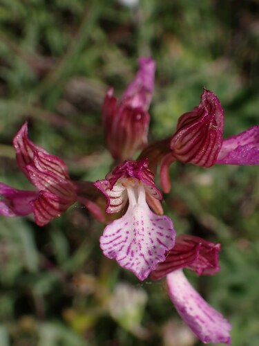Anacamptis papilionacea, photograph 6