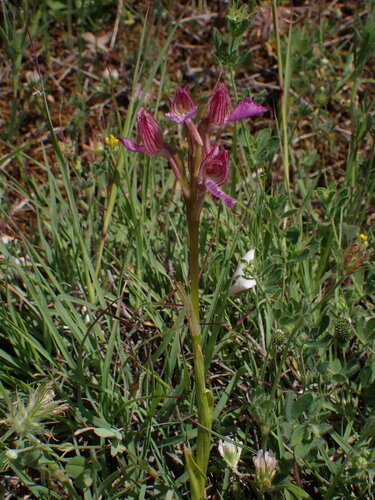 Anacamptis papilionacea, photograph 5