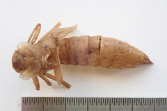 Aeshna palmata
