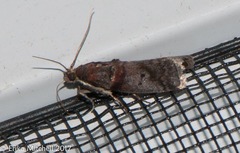 Acrobasis caryae