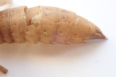Aeshna palmata