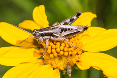 Phaedrotettix