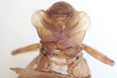 Aeshna palmata