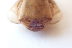 Aeshna palmata