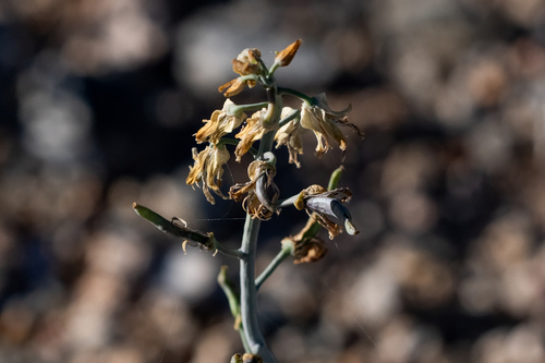 Lyreleaf Jewelflower
