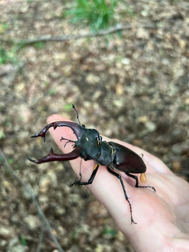 European Stag Beetle