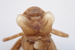 Aeshna palmata