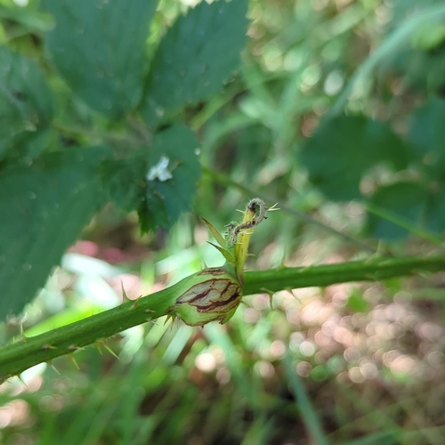 Raspberry gall midge