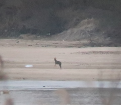 Hydropotes inermis argyropus