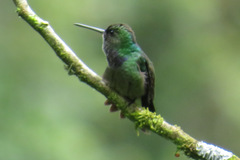 Polyerata rosenbergi