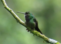 Polyerata rosenbergi