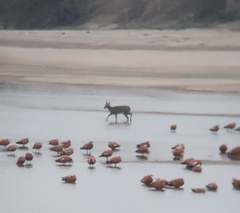 Hydropotes inermis argyropus