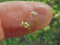 Spermolepis inermis