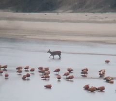 Hydropotes inermis argyropus