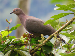 Patagioenas plumbea