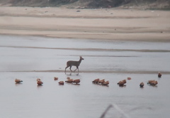 Hydropotes inermis argyropus