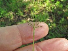 Spermolepis inermis