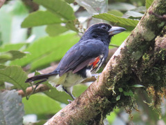 Capito maculicoronatus