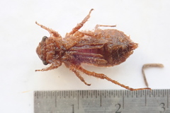 Libellula quadrimaculata