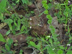 Spermolepis inermis
