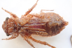 Libellula quadrimaculata