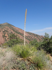 Dasylirion leiophyllum